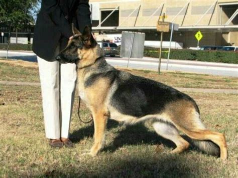 Very Beautiful Example Of A Well Bred American Showline German Shepherd