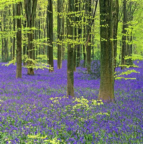 Bluebells An English Spring Woodland Trees And The Four Seasons