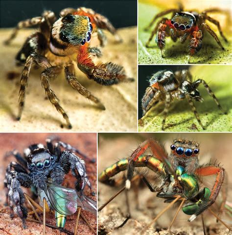 Other Jumping Spiders In The G Image Eurekalert Science News Releases