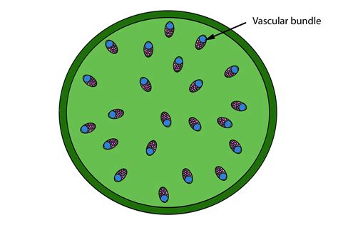 Mnemonic To Remember The Difference Of Stem Vascular Bundles