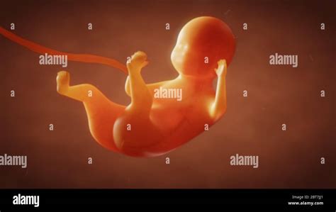3d Illustration The Formation Of The Fetus Of The Baby In The Womb