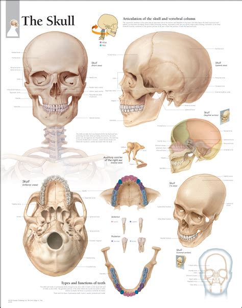 Human Body System Inside The Human Skull