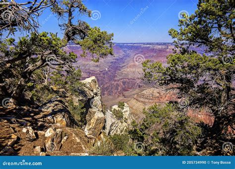 Grand Canyon Opening Between Trees At Mather Point Stock Photo Image