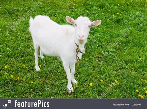 Picture Of Domestic Goat Goatling