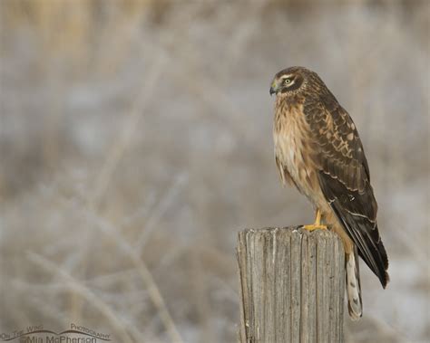 Northern Harrier Female