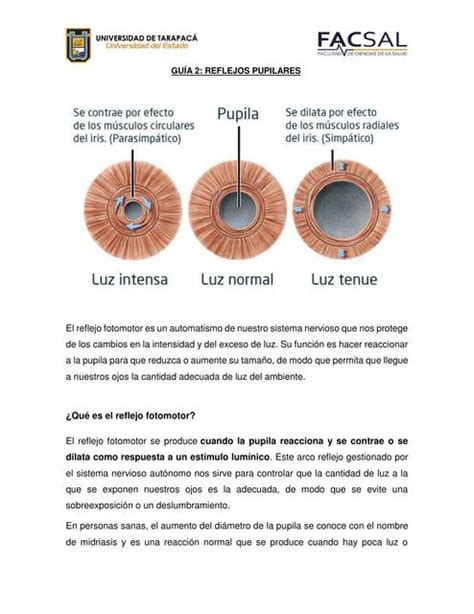 Reflejo Pupilares Salud Anatomía Udocz