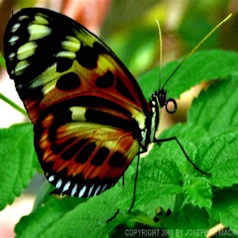Rare Butterflies Exotic Rare Butterflies Beautiful Butterflies