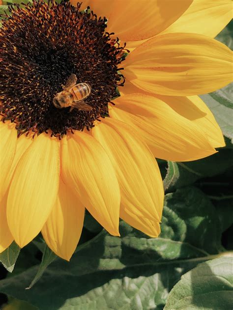 Honey Bee Perched On Yellow Sunflower In Closeup Photography Photo