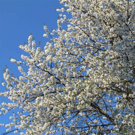 Merisier : vente Merisier / Prunus avium
