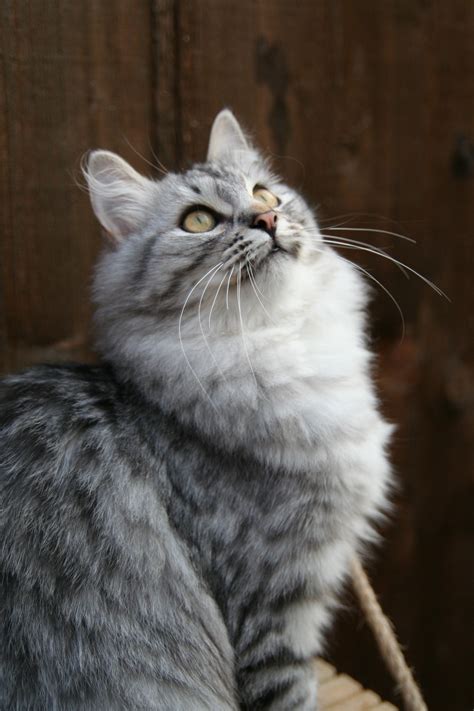 Dawn and sora | russian blue & siberian kittens. Silver Siberian Kittens - Silver Siberian Cats - cats