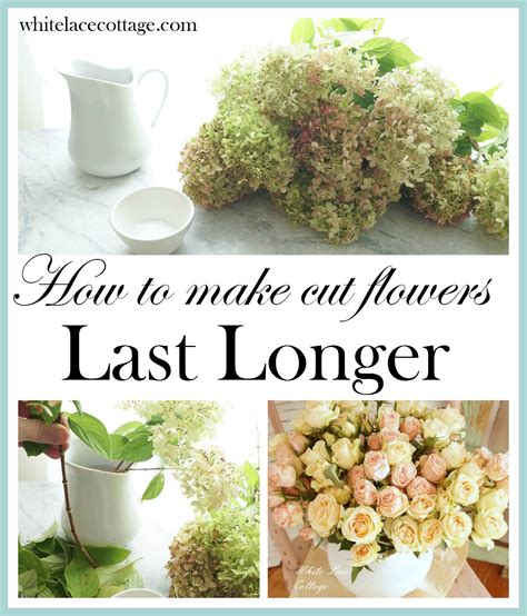 And he jumped out of bed and looked out. How To Make Cut Flowers Last Longer - ANNE P MAKEUP AND MORE