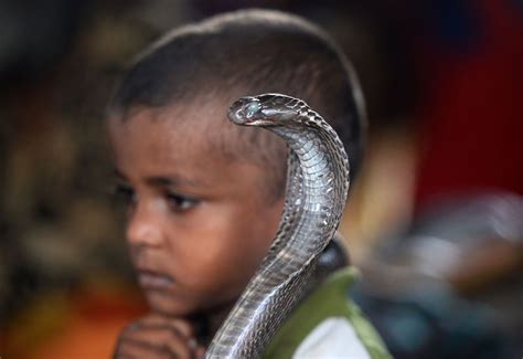 Man Attending A Funeral Of His Brother Who Died Of Snake Bite Also