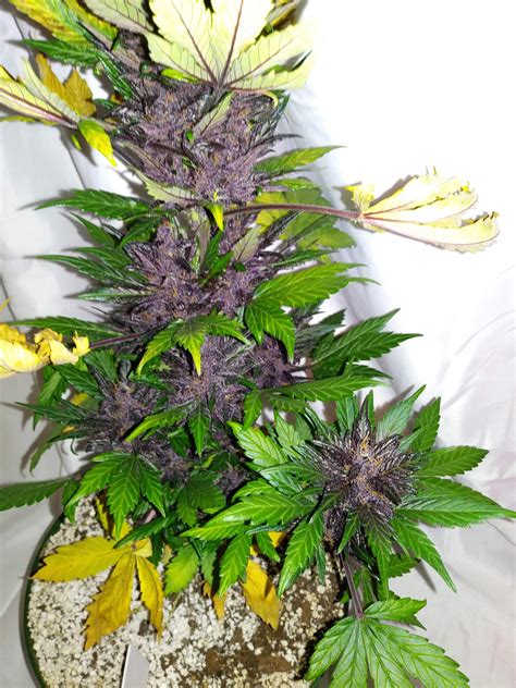 Seedstockers Purple Punch Autoflower Grow Journal Week10 By