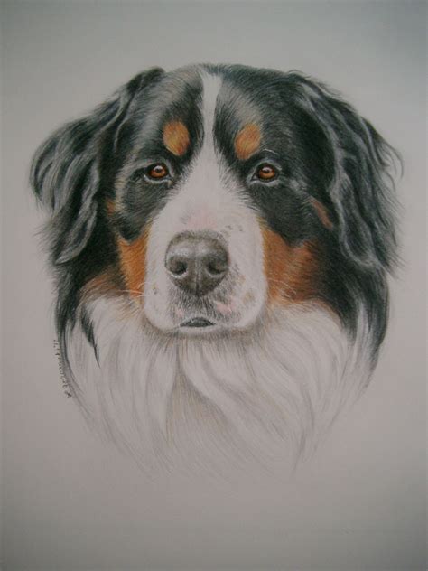 Bernese Mountain Dog Done In Watercolorcolored Pencil