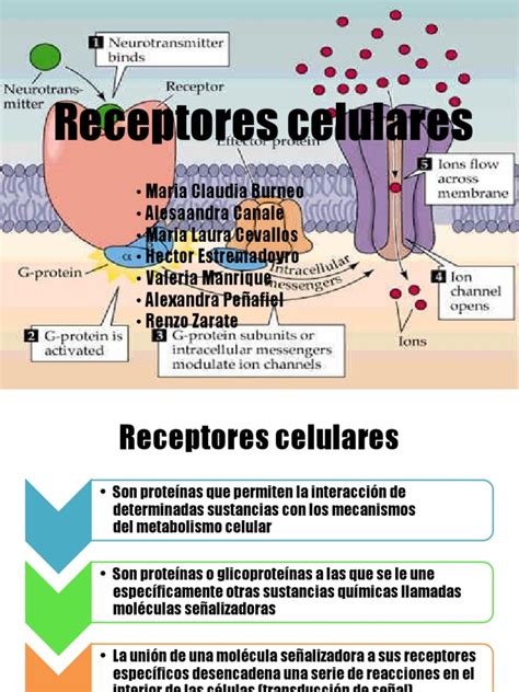 Receptores Celulares Pdf