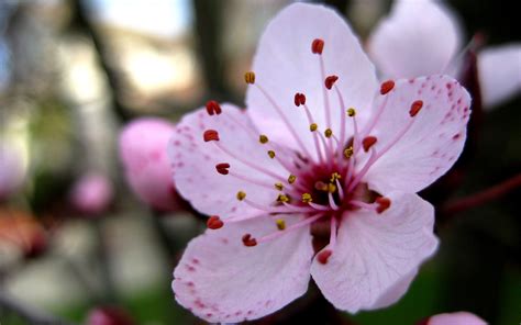 Cherry Blossoms Flowers Pink Flowers Wallpaper 2048x1280 17621