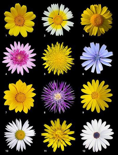 Different Types Of Daisies