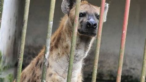 Where Hyenas Are Used To Treat Mental Illness Bbc News