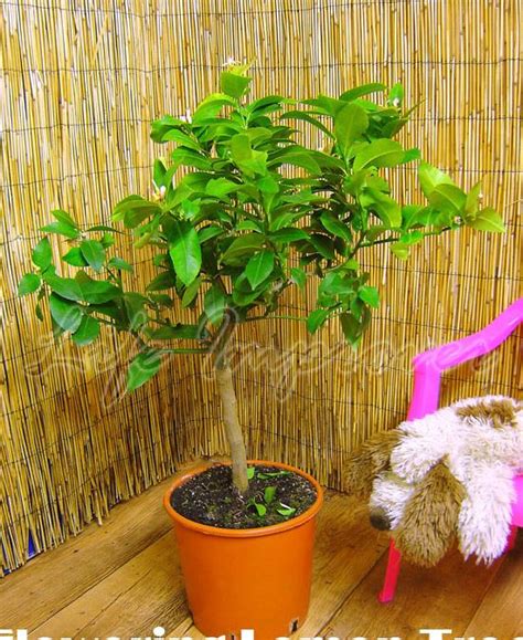 Check spelling or type a new query. 1 Dwarf Scent Lemon Citrus Fruit Indoor Tree in Pot ...