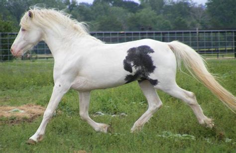gotland pony images  pinterest gotland ponies  pony