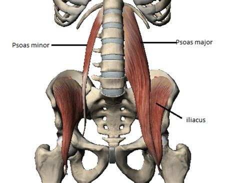 Origin And Insertion Of Psoas Major Gibson Jarvis