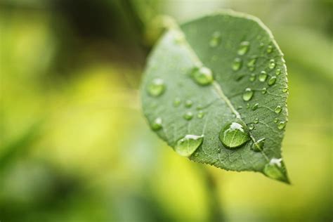 Water Drops On Leaf Photograph By Isabel Poulin Fine Art America