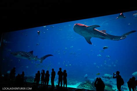The Georgia Aquarium Atlanta Ga Worlds Largest Aquarium