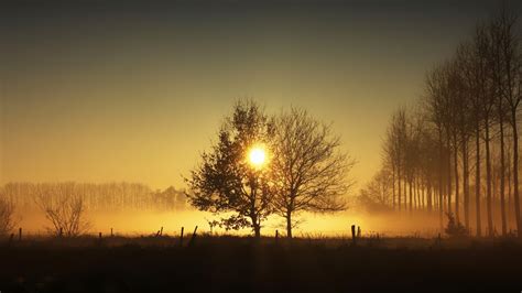 Sunlight Passing Through Dry Trees During Sunset Time 4k Hd Nature