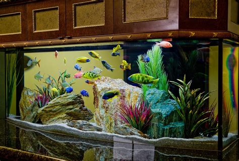 Live Freshwater Aquarium Fish Aquarium Design Ideas