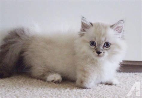 See more of munchkin kittens for adoption in california on facebook. Black Cats #CatsOutOfTheBag #munchkincat | Munchkin kitten ...