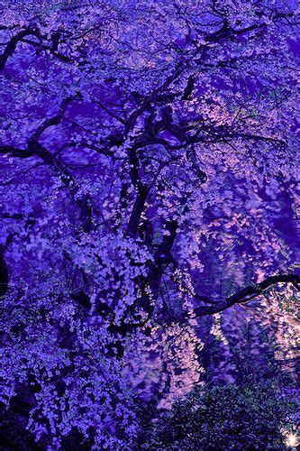 Sakura Purple Flowers Purple Love Purple