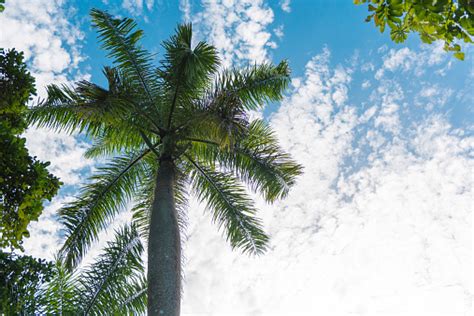 Royal Palm Tree Cuban National Tree Stock Photo Download Image Now