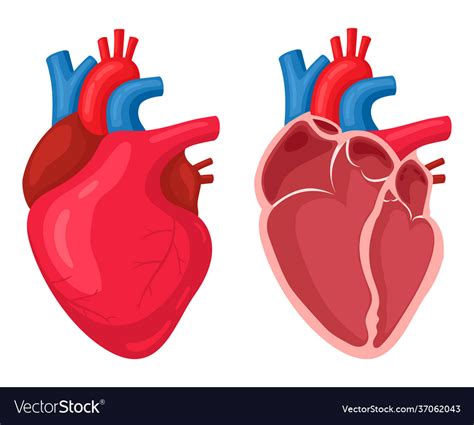 Human Heart Anatomical Muscular Pumps Blood Vector Image
