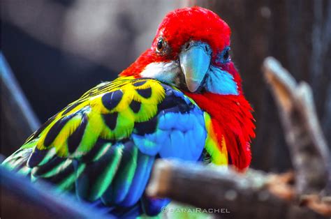 19 Of The Worlds Most Colorful Birds Palomar Audubon Society