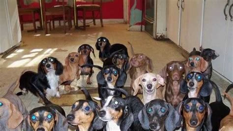 38 rescued dachshunds need new homes