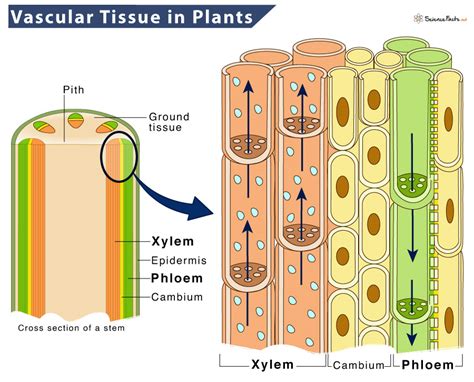 xylem tissue and phloem tissue