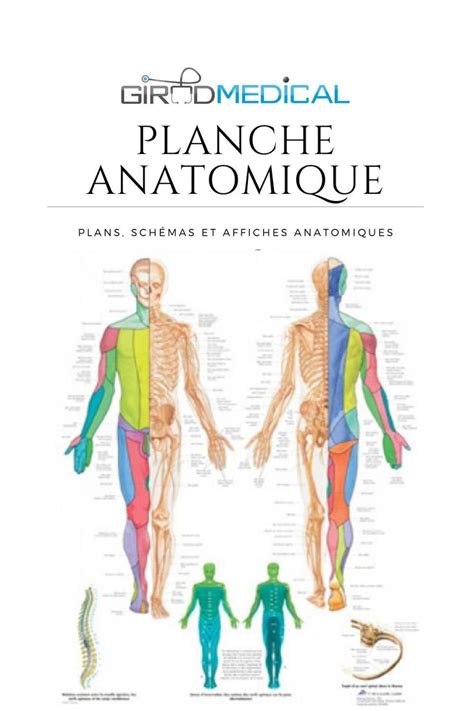 Planche Anatomique Planche Anatomique Anatomie Musculaire Humaine