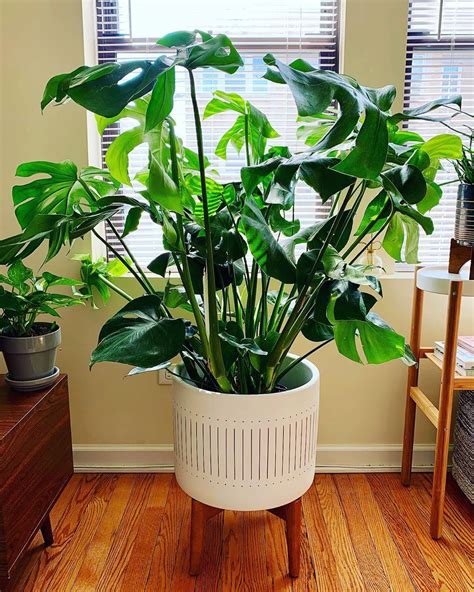 How To Care For And Propagate Your Monstera Plant Plants
