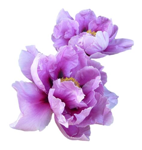 All png & cliparts images on nicepng are best quality. transparent-flowers: Purple Peony. (x). | t r a n s p a r ...