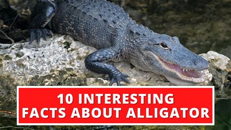 10 Interesting Facts About Alligator Youtube