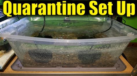 Quarantine Tank Set Up Hospital Tub Youtube