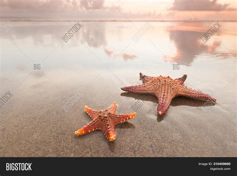 Two Starfish On Sea Image And Photo Free Trial Bigstock