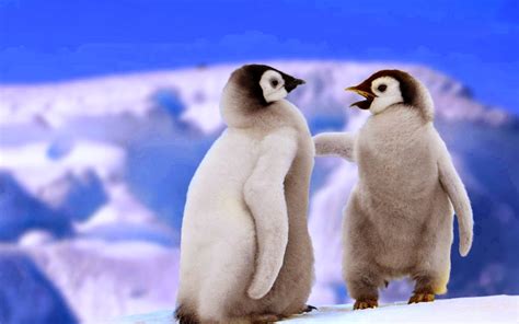 Młode Pingwiny Małe Pingwinki Zdjęcia Tapeta Białe Widok Fajne