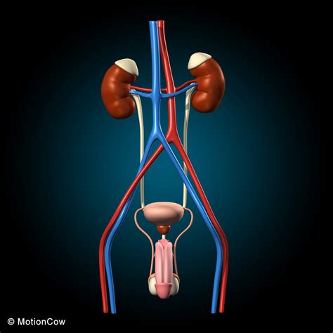 Male Urinary System Anatomy Model