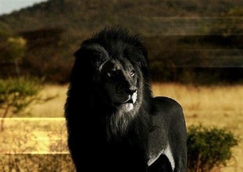 Best Ever Pics Of A Black Lion Motivational Quotes