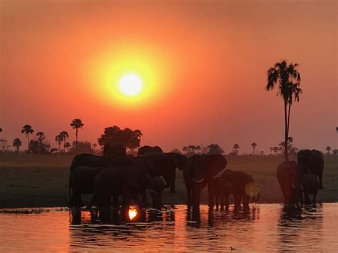 Elephant Sunset Hwange National Park Zimbabwe In Memoriam Ngaire Hart