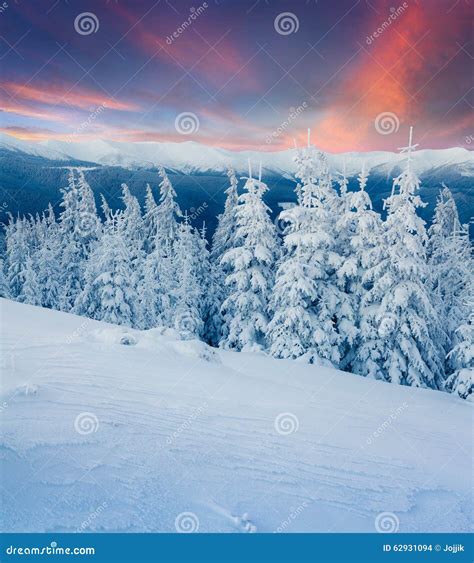 Colorful Winter Scene In The Carpathian Mountains Stock Photo Image