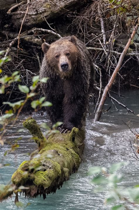 Grizzly Bears Fascination Wildlife
