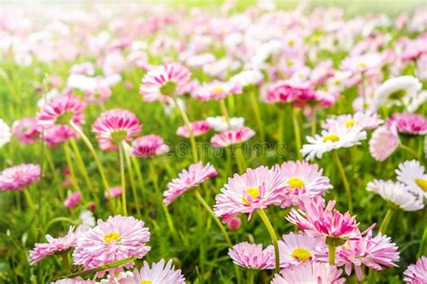 Spring Daisies Meadow Stock Photo Image Of Background 97706772
