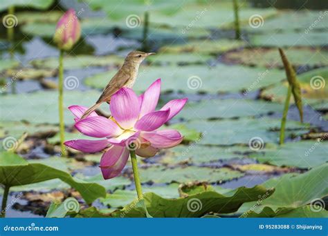 681 Lotus Flower Birds Photos Free And Royalty Free Stock Photos From